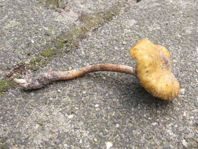Pilz_2_Kopie.jpg