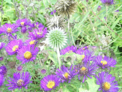 A.n.a.Violettabor.jpg