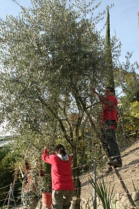 Olivenernte_2a.jpg