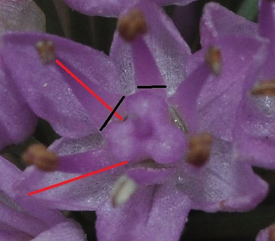 Allium_senescens_Einzelbluete.jpg