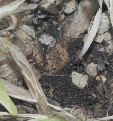 Allium_nutans_Rhizom.jpg