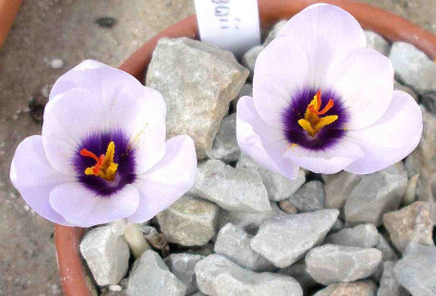 comp_Crocus_mathewii_b_24.09.14.jpg