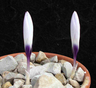 comp_Crocus_mathewii_a_24.09.14.jpg