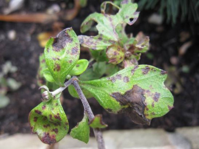 BlattfleckenChamRose1.jpg