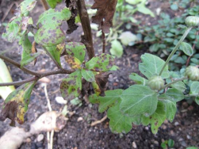 BlattfleckenChamRose2.jpg