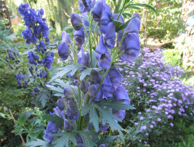 Aconitum_carmichaelii_Arendsii_2014-09-24.jpg