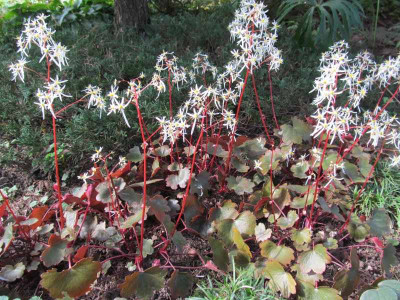 Saxifraga_cortusifolia_Rubrifolia_2014-09-24.jpg