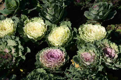 verkleinert-228b.jpg