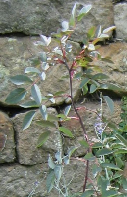 Rosa_Glauca_20050725.jpg