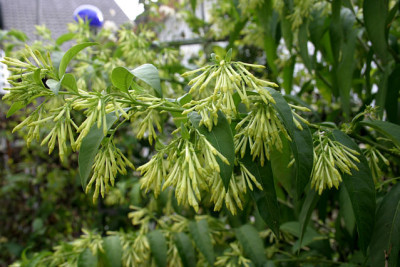 Hammerstrauch_weiss0909a.jpg