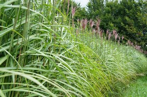 Jumbograshecke_Miscanthus_Malepartus_Kopie.jpg