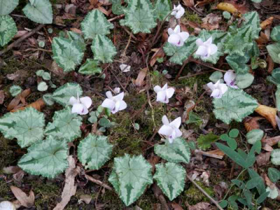 C._hederifolium-Sa776mling.jpg