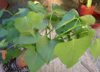 ipomoeabatata.jpg