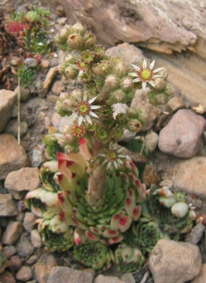 Sempervivum20050725.jpg
