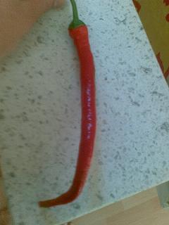 Schlangenchili.jpg