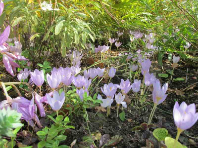 im_Garten_28.9.14_ue.jpg