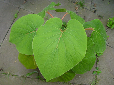 hoja_santa_39.jpg