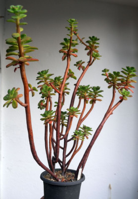 Echeveria_skinneri.JPG