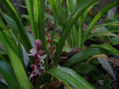 Reineckea_carnea___...___29.9.14_002.jpg