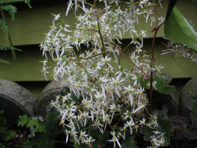 Saxifraga_cortusifolia_Aya__...__29.9.14_003.jpg