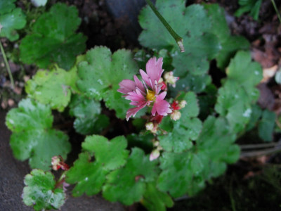 Saxifraga_cortusifolia_Moe_...___29.9.14_009.jpg