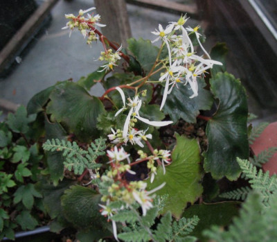 Saxifraga_cortusifolia_Wada_...__29.9.14_011.jpg