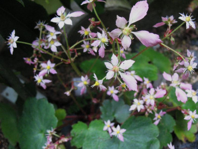 Saxifraga_cortusifolia_Yunagi__...___29.9.14_006.jpg