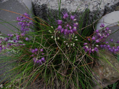 Allium_splendens_var._kurilense___...__29.9.14_002.jpg