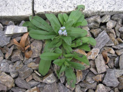 Myosotis.jpg