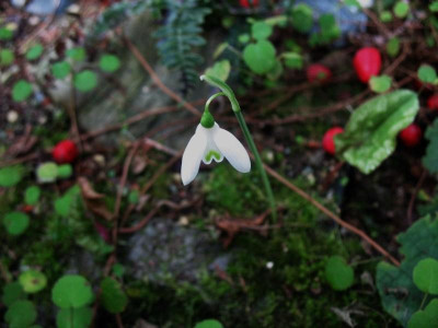 Galanthus_reginae-olgae__...__28.9.14_001.jpg