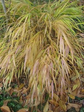 Hakonechloa_macra_Aureola_2786.jpg