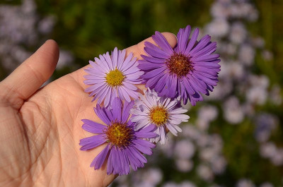aster_saem_14_01.jpg