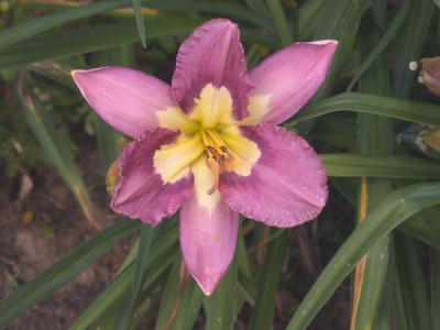 Chinese_Temple_Flower002.jpg