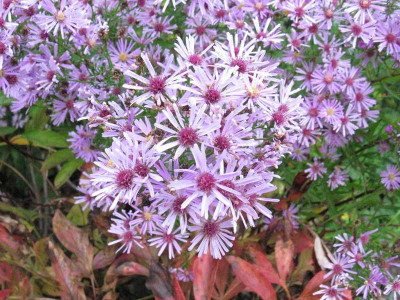 Aster_No_1_3_Kopie.jpg