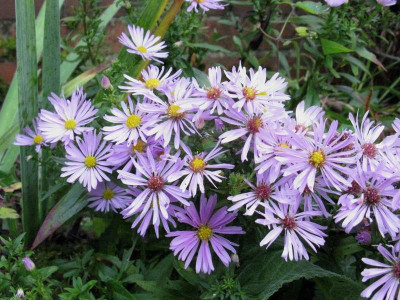 Aster_No_2_3_Kopie.jpg