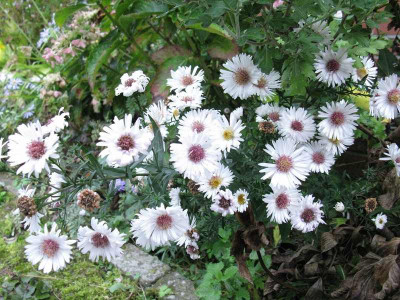 Aster_No_3_2_Kopie.jpg