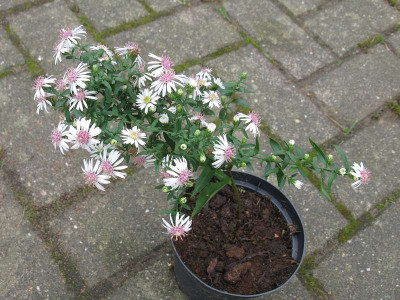 Aster_No_4_2_Kopie.jpg