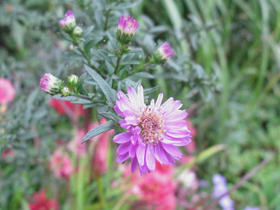 Aster_No_6_1_Kopie.jpg