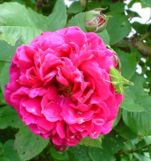 Rose_bei_Berni_4.jpg