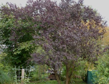 prunus01f.jpg
