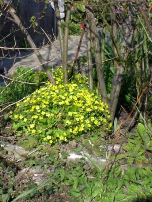 20040414_waldsteinia_ternata.jpg