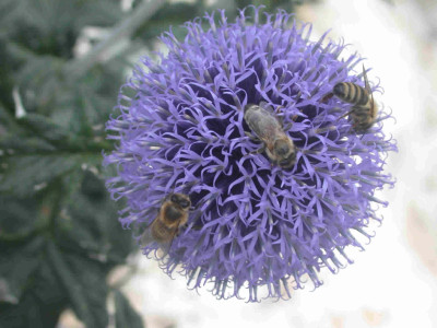 Kugeldistel_T1_5914_29.jpg