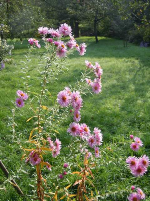 Aster_Rudelsburg_Wiese_002.JPG