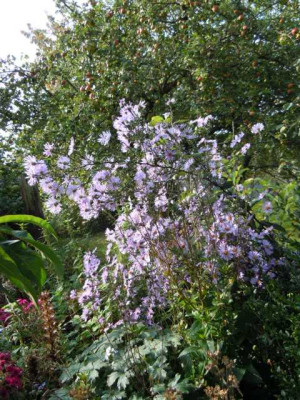 Aster_Calliope_Wiese_004.JPG