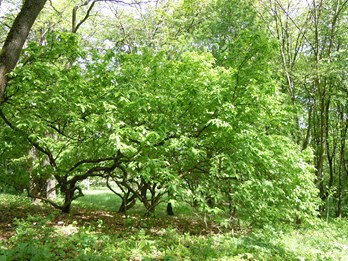 raritatenborse_boga_wu_12.05.13_017_17.JPG