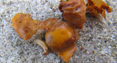 Pyracanthus_Schadling_141003.jpg