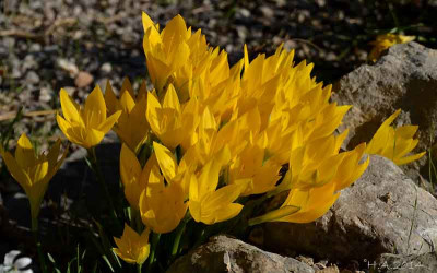Sternbergia_angustifolia_3_14-10-04.jpg
