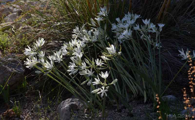 Vargaria_parviflora3_14-10-04.jpg