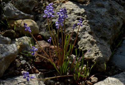 Muscari_parviflora_2_14-10-04.jpg