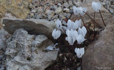 Cyclamen_graecum_album_2_14-09.jpg